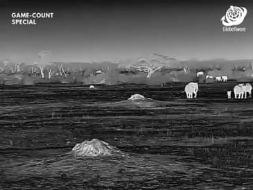 Night Vision - Hwange National Park - Game Count Zimbabwe with Globe Aware Oct 2025 Clip 1