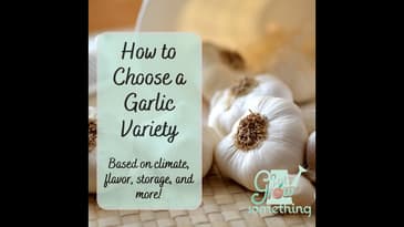 How to Choose a Garlic Variety to Grow in the Garden - Ep. 214