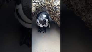 Cute and Curious! Penguins at Boulders Beach, South Africa with Globe Aware!