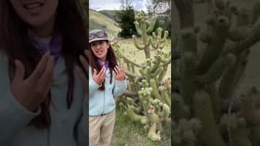 You Can Eat This Cactus Fruit! The Beauty of Ecuador (Clip 1)