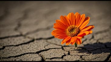 The poor widow's gift...Luke 21