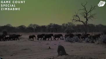 Counting An Elephant Herd At Night! Zimbabwe Game-Count Special with Globe Aware (2023)