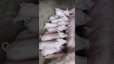 PETA founder and president Ingrid Newkirk - no more bacon 🥓🐷 #short