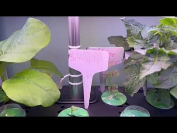 The LetPot LPH-SE Hydroponics Growing System - Success
