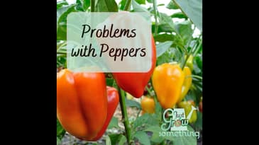 Problems with Peppers - Ep. 197