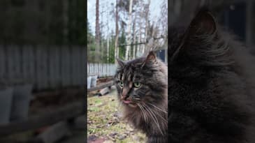 Att filma en katt! Lögnen vi alla lever med!