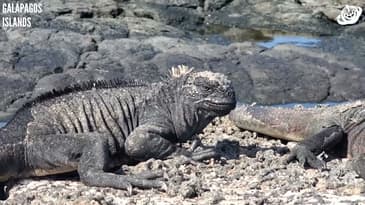 They Are Everywhere On The Beach! Galápagos Islands with Globe Aware