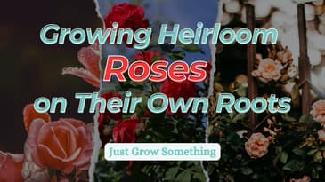 From Hobby to Heirloom: Growing Healthier Roses for Every Garden with Heirloom Roses
