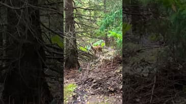 Mötte en vidrig best i skogen!