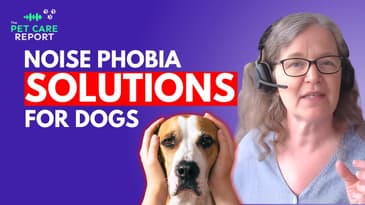 Noise Phobia: How to Help Dogs with Sound Sensitivities