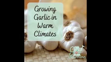 Growing Garlic in Warm Climates - Focal Point Friday