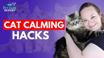 Cat Stress Relief & Calming Techniques