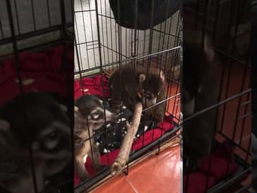 Hang Live with our Sloths, Monkeys, Toucans, Aras, Ocelots & More in Costa Rica