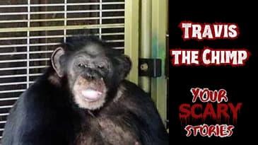 Travis the Chimpanzee true scary story | actual audio included