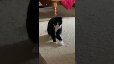 Stray Cat  Struttin #shorts #FunnyCats