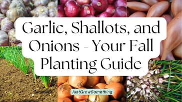 How to Plant Garlic, Shallots, and Onions This Fall - Ep. 272