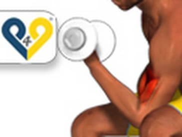 Concentration curls - Biceps Exercises