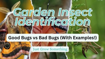 Garden Insect Identification - Good Bugs vs Bad Bugs (With Examples!)