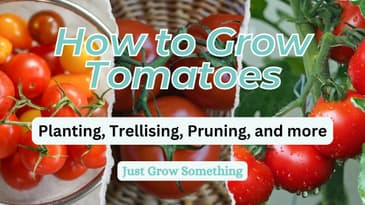 How to Grow Tomatoes - Ep 248