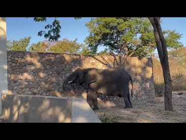 A Baby Elephant Visit! A Week in Zimbabwe Summer 2023
