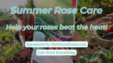 How to Care for Roses in Summer Heat