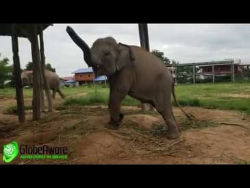 THAILAND ELEPHANTS WITH GLOBE AWARE VOLUNTEER VACATIONS