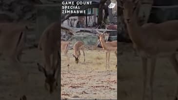 These Were Spotted Right By Camp! Zimbabwe Game-Count Special with Globe Aware (2023)