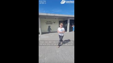 The Secret Best Place To View The Penguins Of Boulder Beach And How To Get There In South Africa!