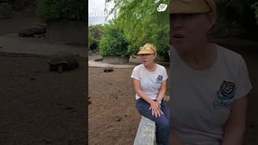 Repopulating These Tortoises! Galápagos Islands with Globe Aware