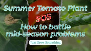 Tackling Summer Tomato Problems - Ep. 262