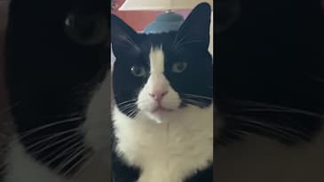 Creeper Cat  #Shorts #funnycats