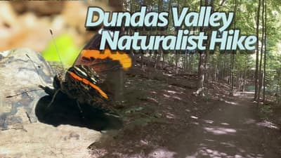 Naturalist Guided Hike in Dundas Valley, Ontario | At Nature's Pace: Summer's Ebb Hike 3 4K60FPS