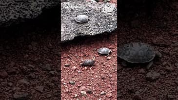 You Can Do It Little One...Galápagos Islands with Globe Aware