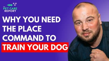 Why The Place Command Is The Most Important Skill You Need To Train Your Dog