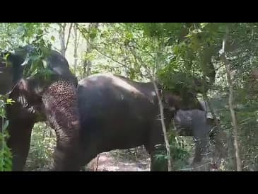 Elephants in Surin, Thailand with Globe Aware (Part 2)