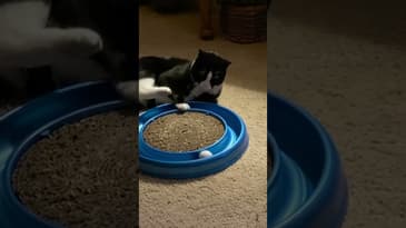 Kung Fu Kitty #shorts