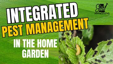Integrated Pest Management in the Home Garden - Ep. 228
