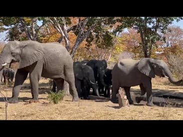 Elephants Visit On the Last Day! A Week in Zimbabwe Summer 2023
