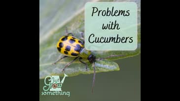Problems with Cucumbers - Ep. 201