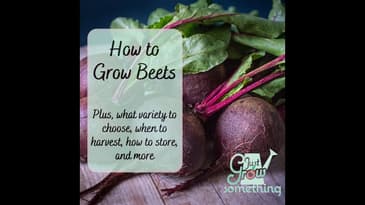 How to Grow Beets - Ep. 213