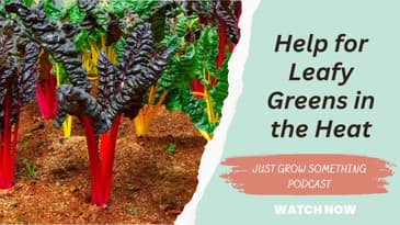 Help for Leafy Greens in the Heat