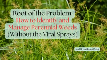 How to Identify and Manage Perennial Weeds (Without the Viral Sprays) - Ep. 303