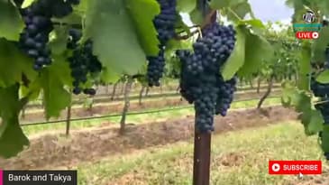 The Unforgettable Adventure of Pinoy Youtube Vloggers Barok and Takya at Hunter Valley Vineyards