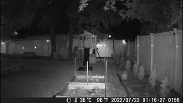 Coolife Hapimp 32MP Trail Camera - Just a cat