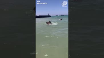 These Birds Are Huge! A Solo Spring Adventure in the Galápagos with Globe Aware ( Clip 28 )