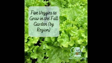 Five Best Veggies to Grow in the Fall Garden by Region - Focal Point Friday