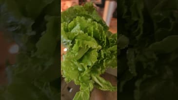 My top lettuce performer for spring and fall in warmer climates! #springgarden #fallgarden #lettuce