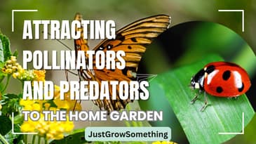 Attracting Pollinators and Predatory Insects to the Garden