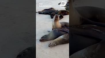 Who will...? Galápagos with Globe Aware