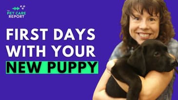 Essential First Steps You Need to know when you get Your New Puppy